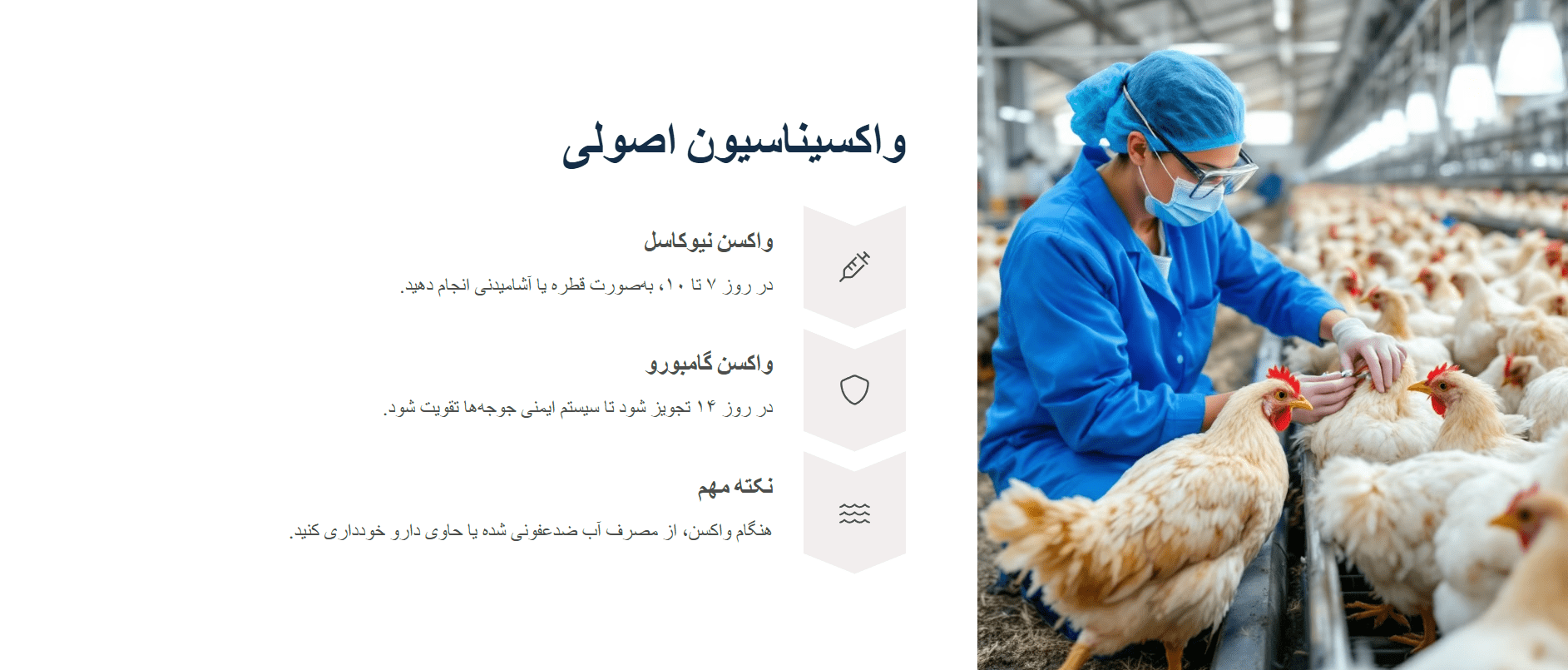 واکسیناسیون جوجه گلپایگان
