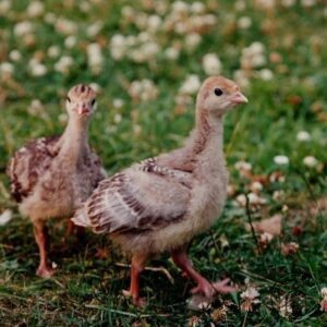 جوجه یوقلمون برنز یک روزه