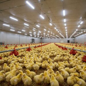 لامپهای LED در سالن نگهداری جوجه ها