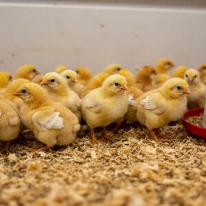 بستر پوشال و جوجه های تازه