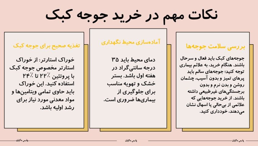 نکات مهم در خرید جوجه کبک