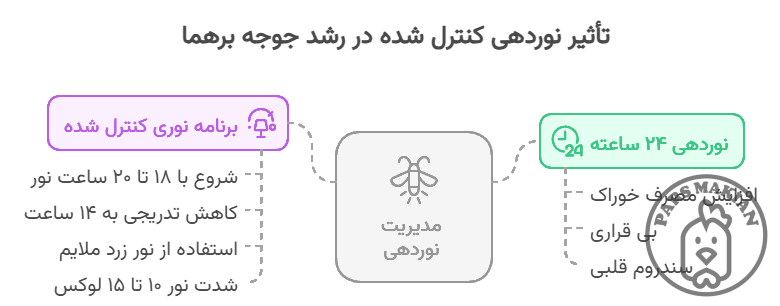 برنامه نوردهی به جوجه برهما 