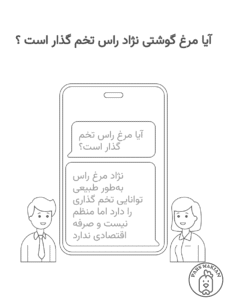 آیا مرغ گوشتی نژاد راس تخم گذار است ؟